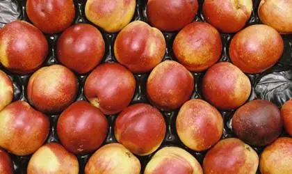 進口外貿(mào)代理