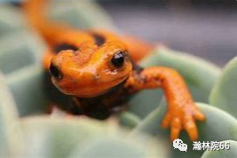 進(jìn)口外貿(mào)代理