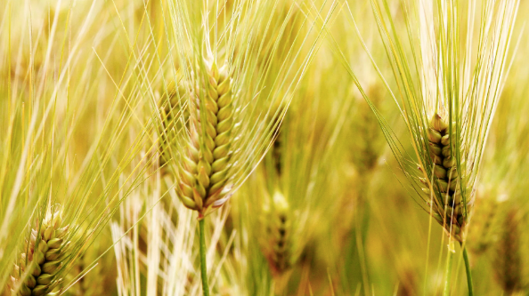 進(jìn)口外貿(mào)代理