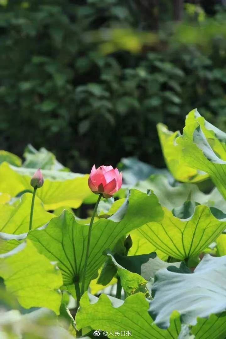 進(jìn)口外貿(mào)代理